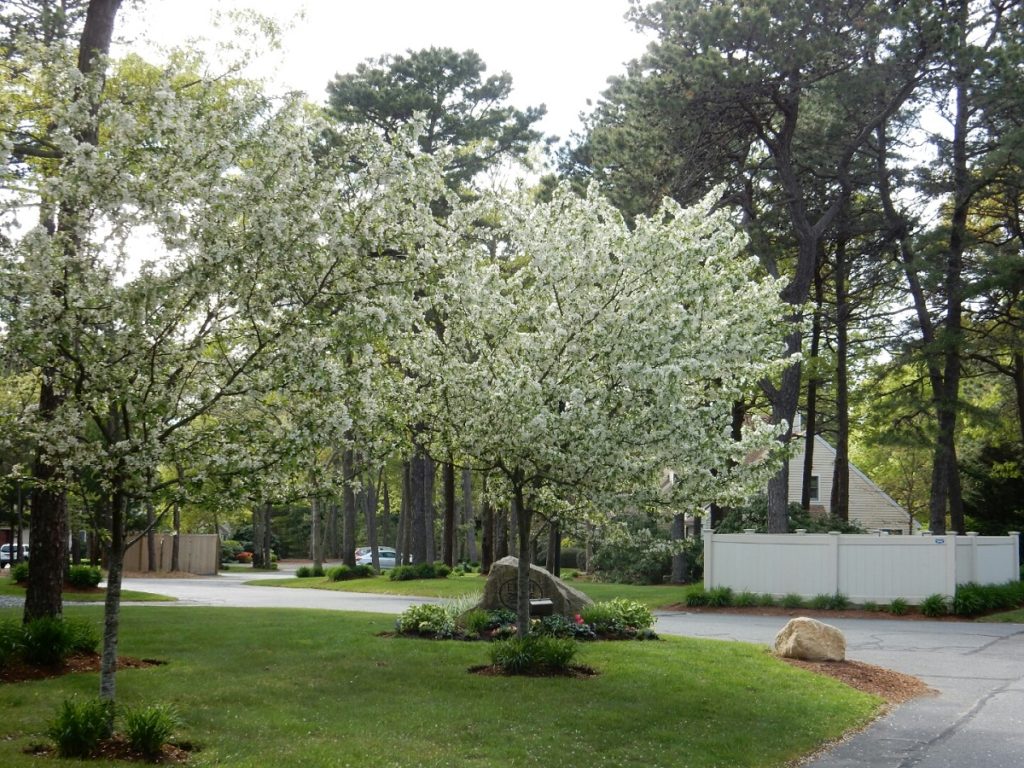 Deer Crossing Condominium Mashpee, MA